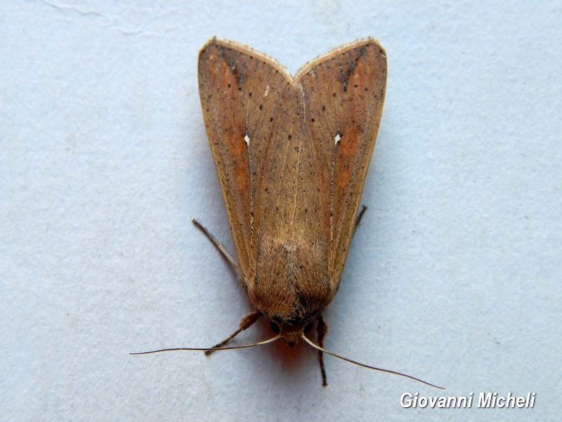 Serie di Falene da confemare